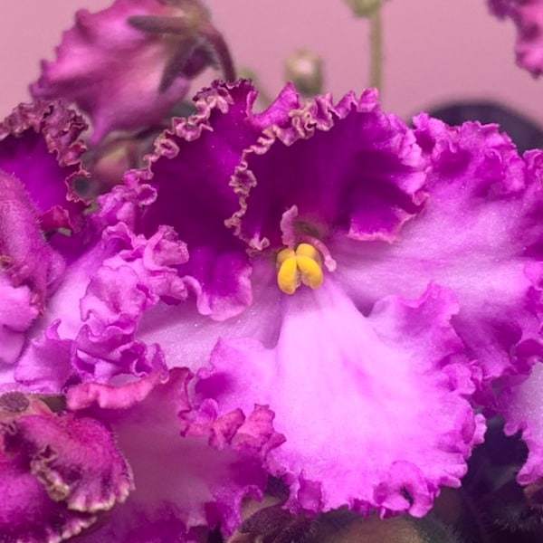 African Violet - Saintpaulia Ugnetta (Serbakov) Baby/Starter/Young adult Plant