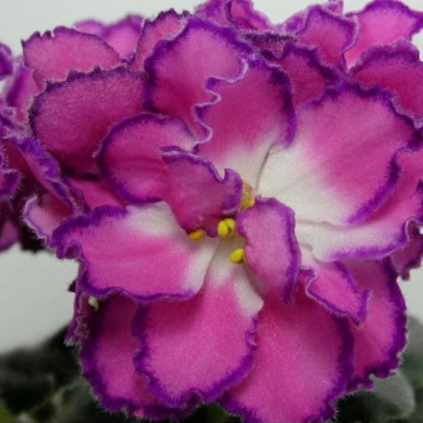 African Violet-Saintpaulia RS-Agyptian (РС-Египтянка) Baby/Starter Plant
