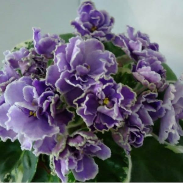 African Violet - Saintpaulia Dixie Doris (R. Cox) Baby/Starter Plant