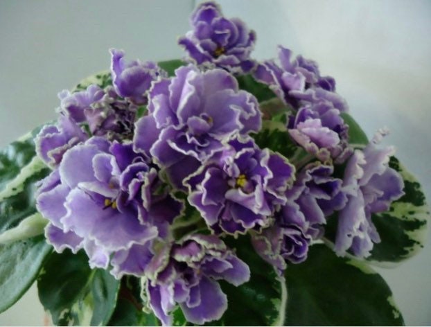 African Violet - Saintpaulia Dixie Doris (R. Cox) Baby/starter