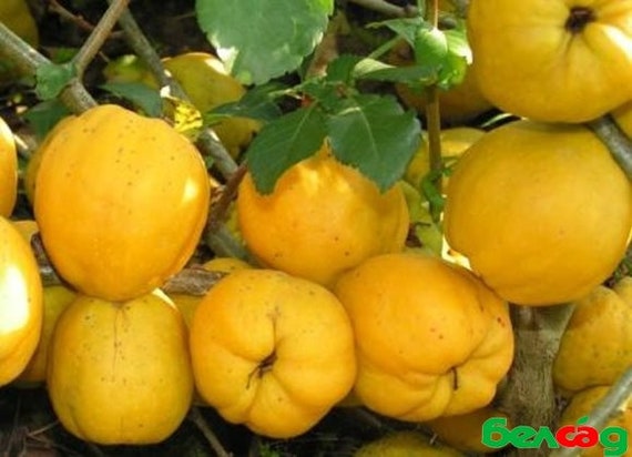 Chaenomeles X Superba Nicoline Quince Japonica Quince 20 Etsy