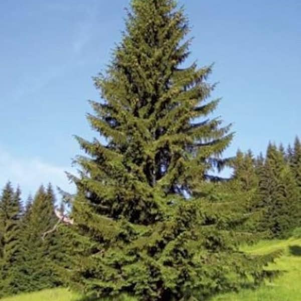 Norway Spruce Trees - Picea abies