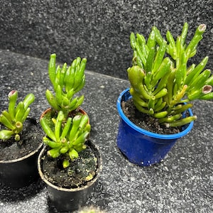 Cactus Succulent Gollum’ Crassula Ovata