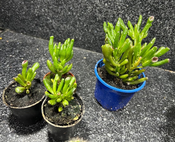 Kaktus Sukkulente Gollum Crassula Ovata - Etsy.de