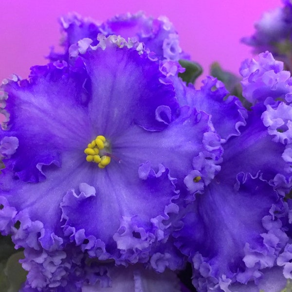 African Violet - saintpaulija Peigning Beauty Baby/Starter/ Young Adult Plant