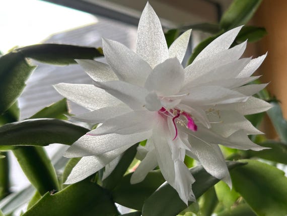 Weihnachtskaktus - Schlumbergera - Erntedank - Branca Dobrada Babypflanze  im 6 cm Topf / 1 unbewurzelter Steckling - Etsy sterreich