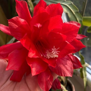 Op de afbeelding: Een close-up van een helderrode bloem met meerdere bloembladen, met een stervormig centrum met witte meeldraden. De bloem staat in volle bloei en vertoont een rijke, verzadigde kleur. De afbeelding benadrukt de ingewikkelde details en texturen van de bloem.