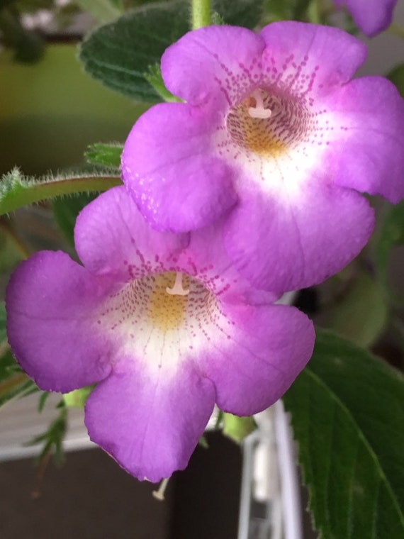 ACHIMENES Hylda 3 Rhizomes - Etsy Israel