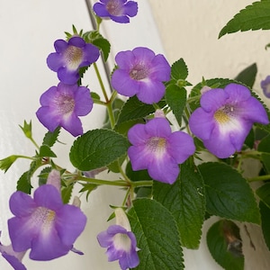 May include: A close-up of a purple flowering plant with green leaves. The plant is growing on a white wall.