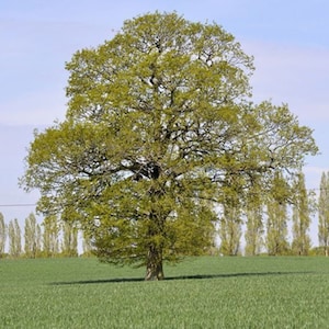 Peut inclure: Un grand arbre mature avec un feuillage vert luxuriant se dresse dans un champ d'herbe verte sous un ciel bleu. Le tronc de l'arbre est brun et texturé, et ses branches s'étendent largement. Une rangée de grands arbres fins est visible en arrière-plan.