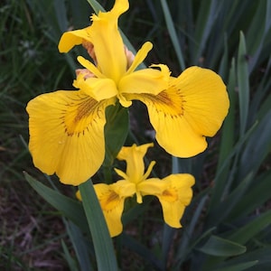 Peut inclure: Une fleur d'iris jaune avec des marques brunes sur les pétales. La fleur est en fleurs et a une tige verte. La fleur est entourée de feuilles vertes.