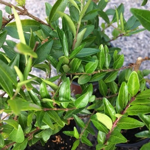 May include: A close-up of a green leafy plant with small, narrow leaves. The plant is growing in a pot and has several branches.