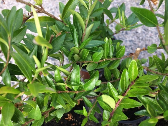 Lonicera Pileata Maigrun Hedging Shrub - Etsy Singapore