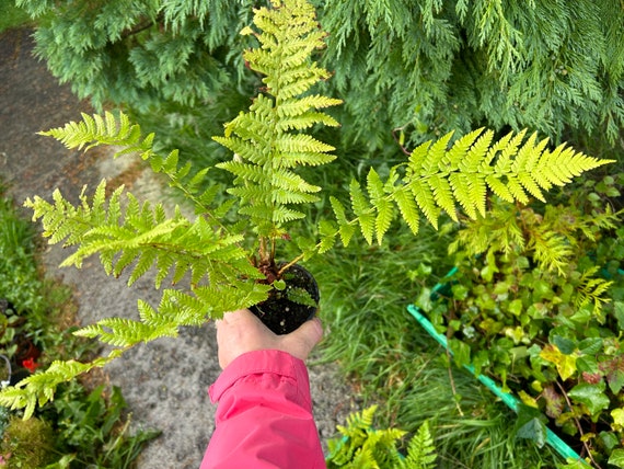 Garten Farn Pflanze. - Etsy.de
