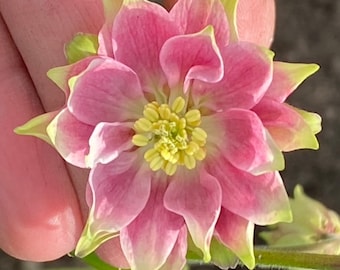 Aquilegia vulgaris ‘Nora Barlow’ pink 50 seeds