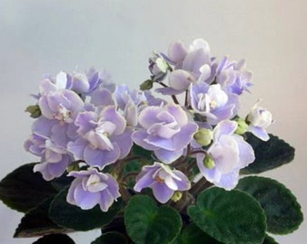 African Violet - Saintpaulia Country Bonnet (S. Sorano) Baby/Starter Plant