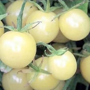 White Cherry TOMATO- Vegetable Seeds 20 seeds