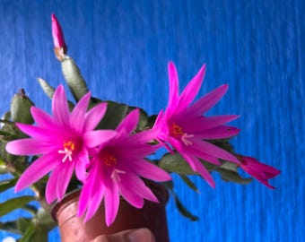 Rhipsalidopsis gaertneri Cactus de Pâques rose foncé dans un pot de 6 cm/9 cm, pas en fleurs
