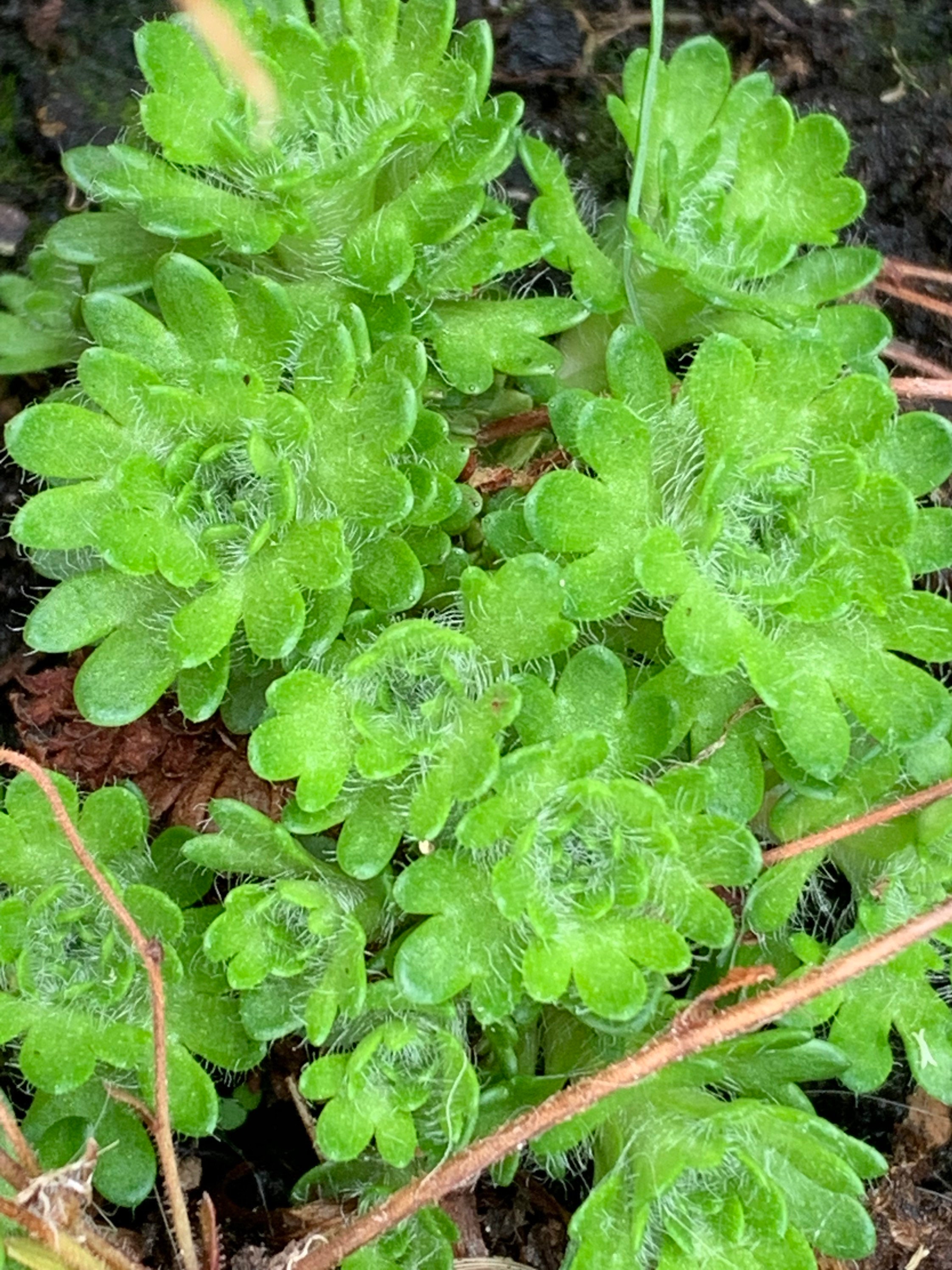 Saxifraga Mossy PINK Cushion Saxifrage Plant in a pot. Etsy