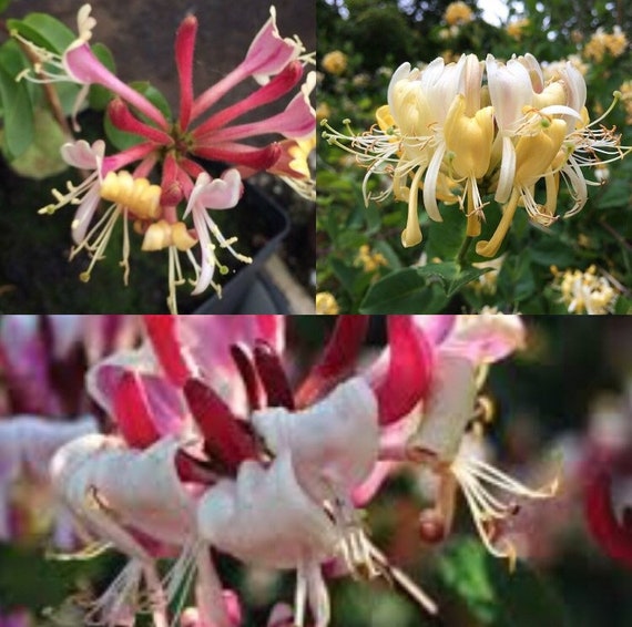 Lonicera periclymenum Belgica (Geiblatt) - Etsy sterreich