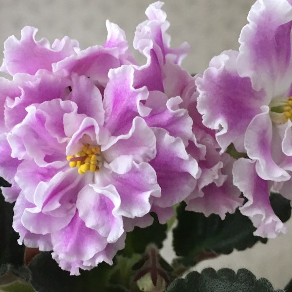 African Violet - Saintpaulia РС-Соблазн ( RS-Soblazn) (RS-Temptation) Starter/Baby Plant