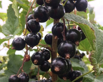 Cassis en pot