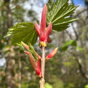 Cykomorträd - Aser pseudoplatanus växt