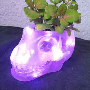 Op de afbeelding: Een doorschijnende paarse schedelvormige plantenbak met een kleine groene plant met rood geaderde bladeren. De plantenbak is van binnenuit verlicht, waardoor een gloeiend effect ontstaat. De plant vormt een contrast met de schedel.