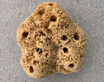 Natural Sponge