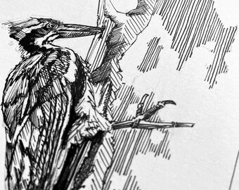 Woodpecker | Animal Drawing Wall Art | Art of Zoo | Animal Art Print | Various Sizes