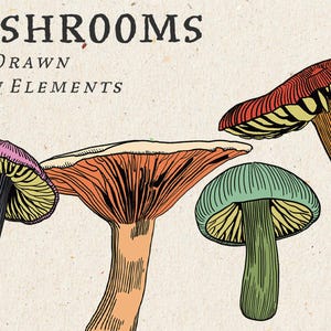 4er-Set Pilzillustrationen, Farbpilz Clipart, Pilzwandkunst, Pilzdesign, schwarzweiß, kommerzielle Nutzung