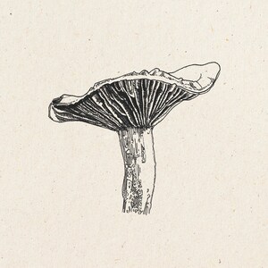 Morchel Pilz Kunst, Pilz Illustration, Pilz Clipart, Pilz Wandkunst, Pilzdesign, schwarz und weiß, kommerzielle Nutzung