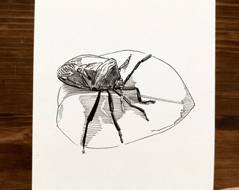 Stink Bug | Animal Drawing Wall Art | Art of Zoo | Animal Art Print | Various Sizes