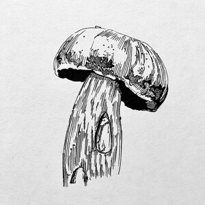 May include: A detailed black and white illustration of a mushroom. The mushroom cap is rounded with textured shading, and the stem is thick with a rough, detailed surface. The artwork is a pen and ink style.