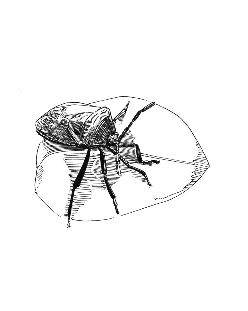 Stink Bug | Animal Drawing Wall Art | Art of Zoo | Animal Art Print ...