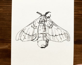 Silkmoth  | Animal Drawing Wall Art | Art of Zoo | Animal Art Print | Various Sizes