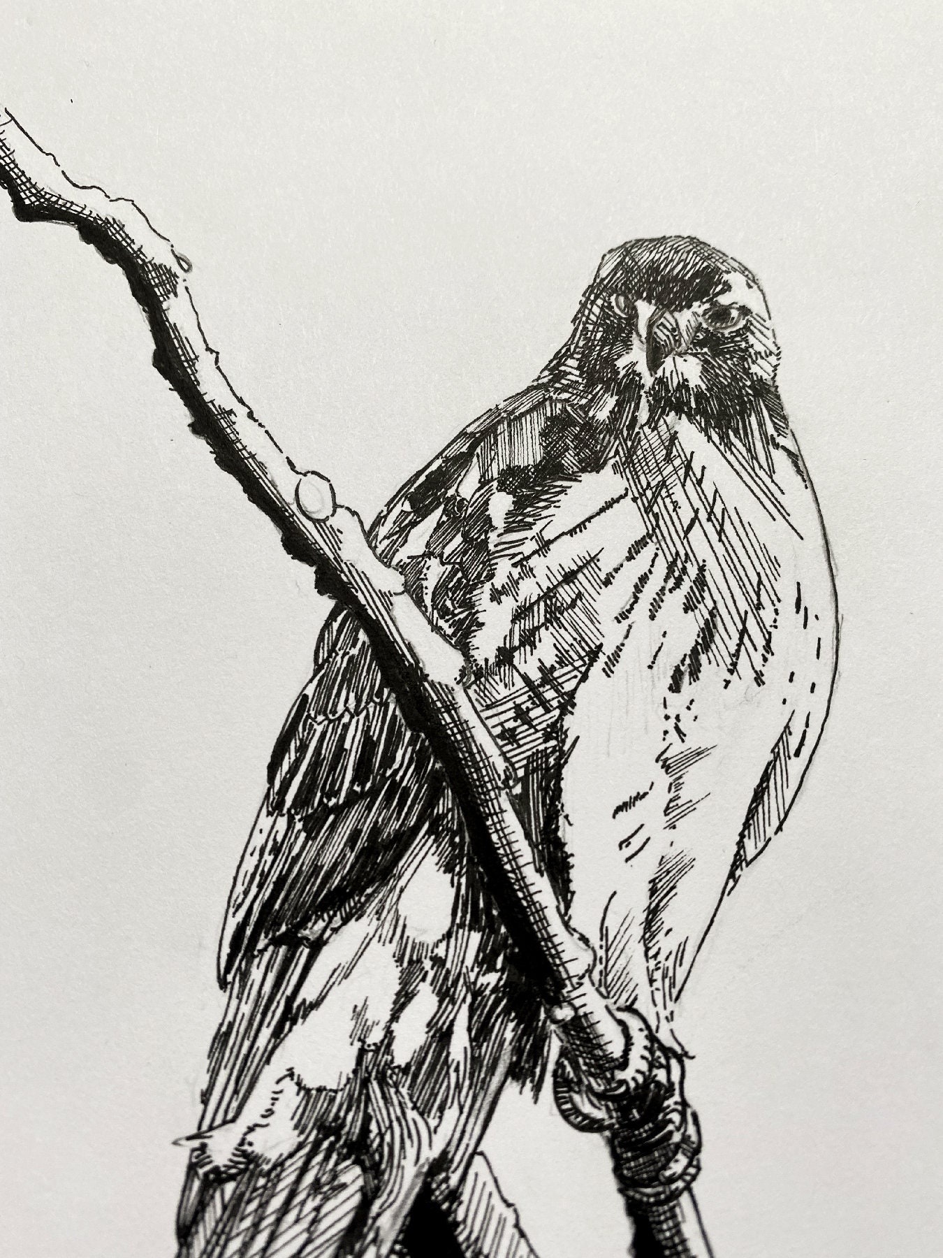 Hawk Animal Drawing Wall Art Art of Zoo Animal Art Print Etsy