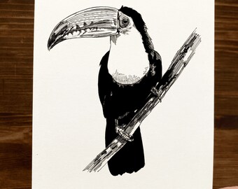 Toucan | Animal Drawing Wall Art | Art of Zoo | Animal Art Print | Various Sizes