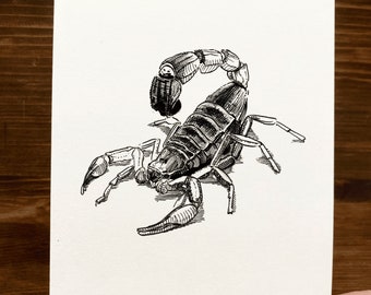 Scorpion | Animal Drawing Wall Art | Art of Zoo | Animal Art Print | Various Sizes