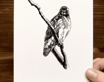 Hawk  | Animal Drawing Wall Art | Art of Zoo | Animal Art Print | Various Sizes