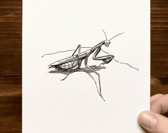 Praying Mantis | Animal Drawing Wall Art | Art of Zoo | Animal Art Print | Various Sizes