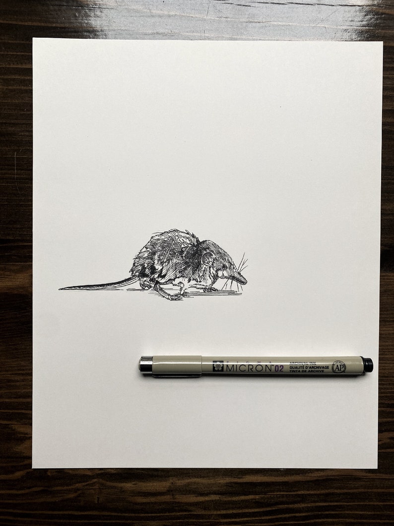 Shrew | Animal Drawing Wall Art | Art of Zoo | Animal Art Print ...