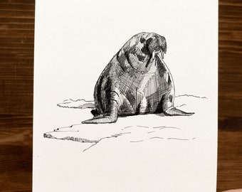 Walrus | Animal Drawing Wall Art | Art of Zoo | Animal Art Print | Various Sizes