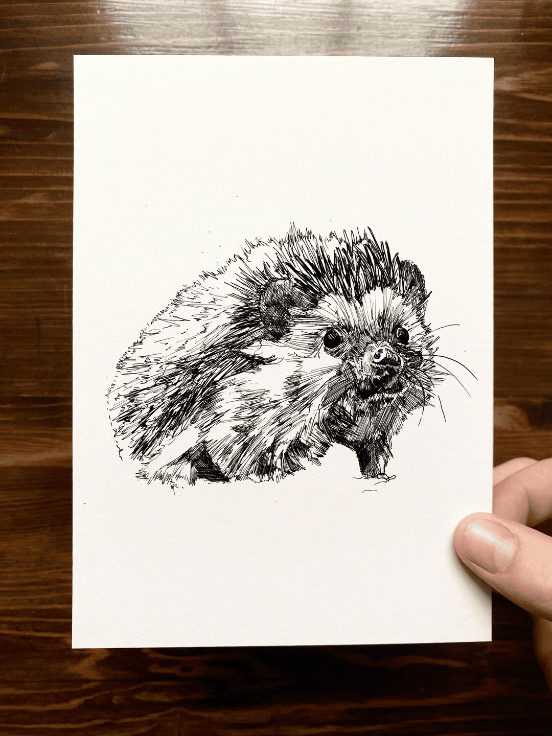Hedgehog Animal Drawing Wall Art Art of Zoo Animal Art Print Various Sizes Etsy