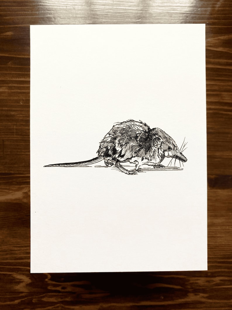 Shrew | Animal Drawing Wall Art | Art of Zoo | Animal Art Print ...