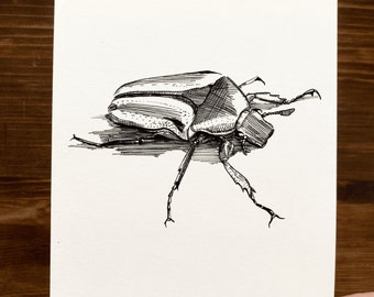 Scarab Beetle | Animal Drawing Wall Art | Art of Zoo | Animal Art Print | Various Sizes