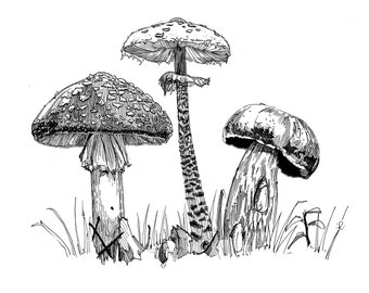 Mushroom Trio | Fine Art Print | Mushrooms Illustration | Mushrooms Ink Drawing | Various Print Sizes