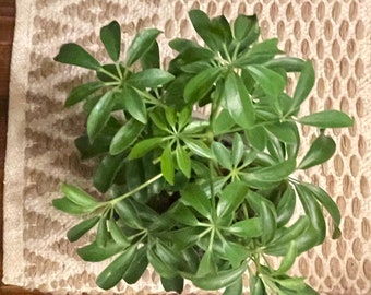 Schefflera Umbrella Tree houseplant, great housewarming gift! Small beginners plant for new plant parents.