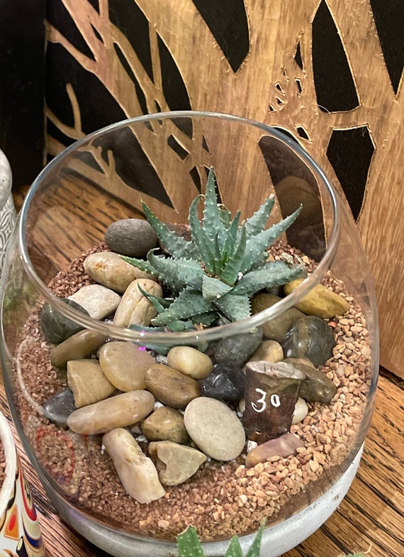 bonsai baum geschenk Geschenk Set mit 7-8 jhrigem Zimmerbonsai