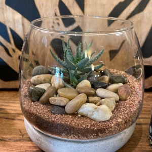 Desert Terrarium, succulents, low light, plant, terrarium, birthday gift, gift,housewarming